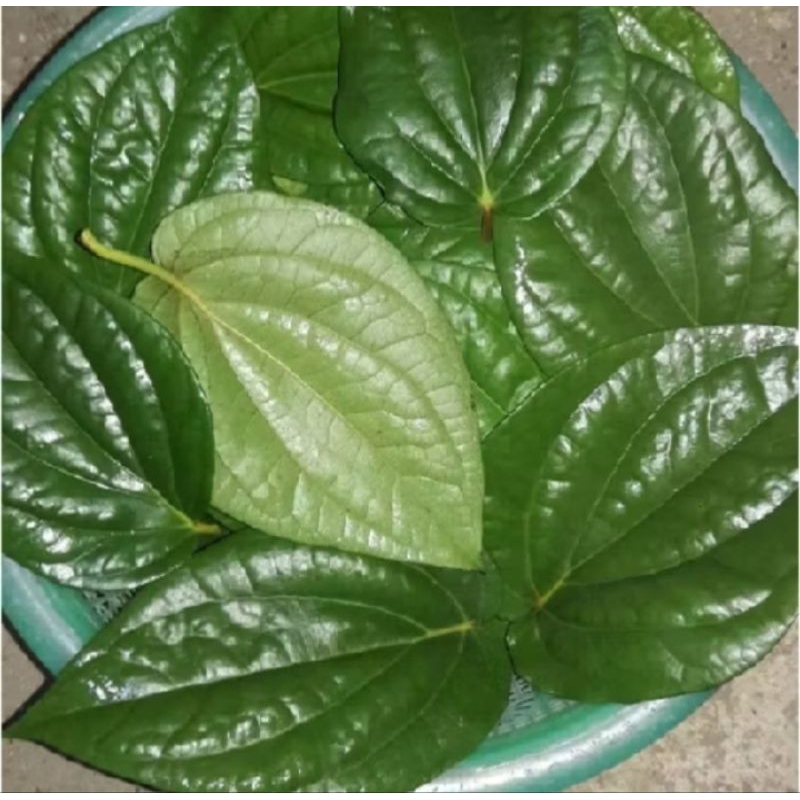 

Daun sirih hijau segar 500 gram fresh