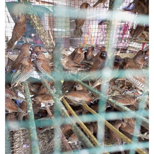 Burung Emprit - Emprit sawah -Burung sawah - burung kecil emprit