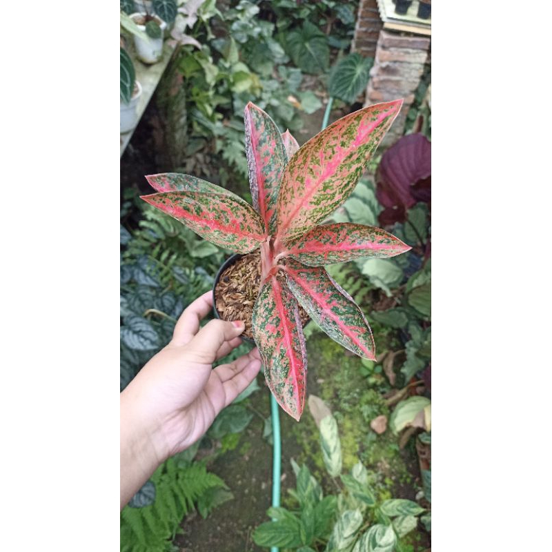 Aglaonema / Aglonema Widuri