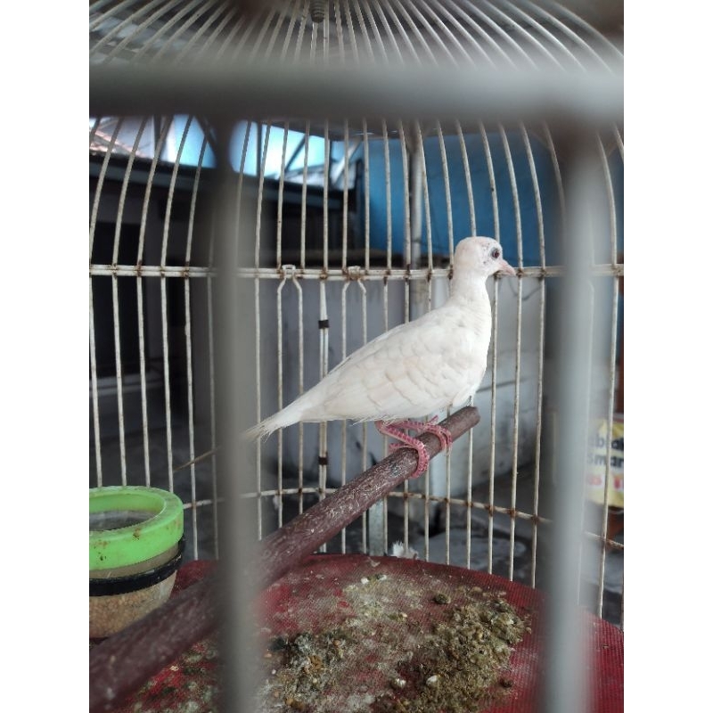 perkutut putih lurik mata merah