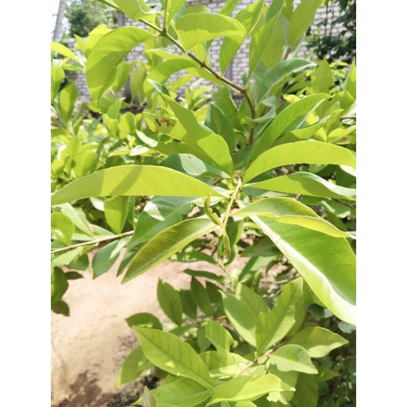 

daun salam pelengkapnya bumbu dapur 20 lembar