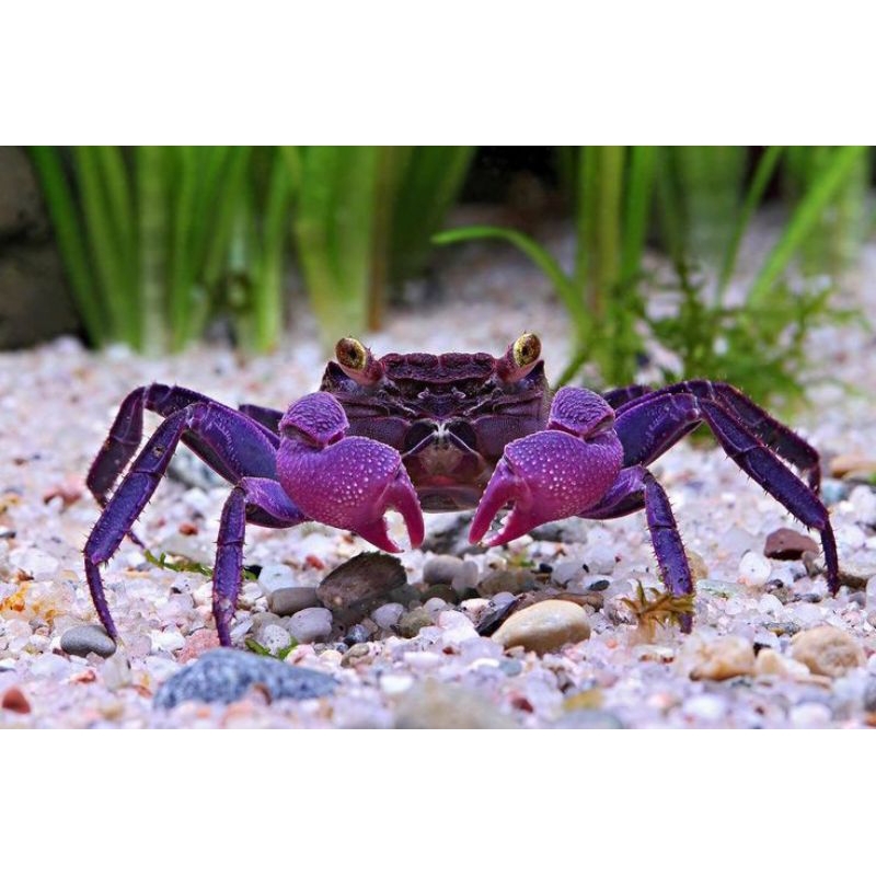Hiasan aquarium / vampire crab / Dekorasi / aquascape / Kepiting vampire