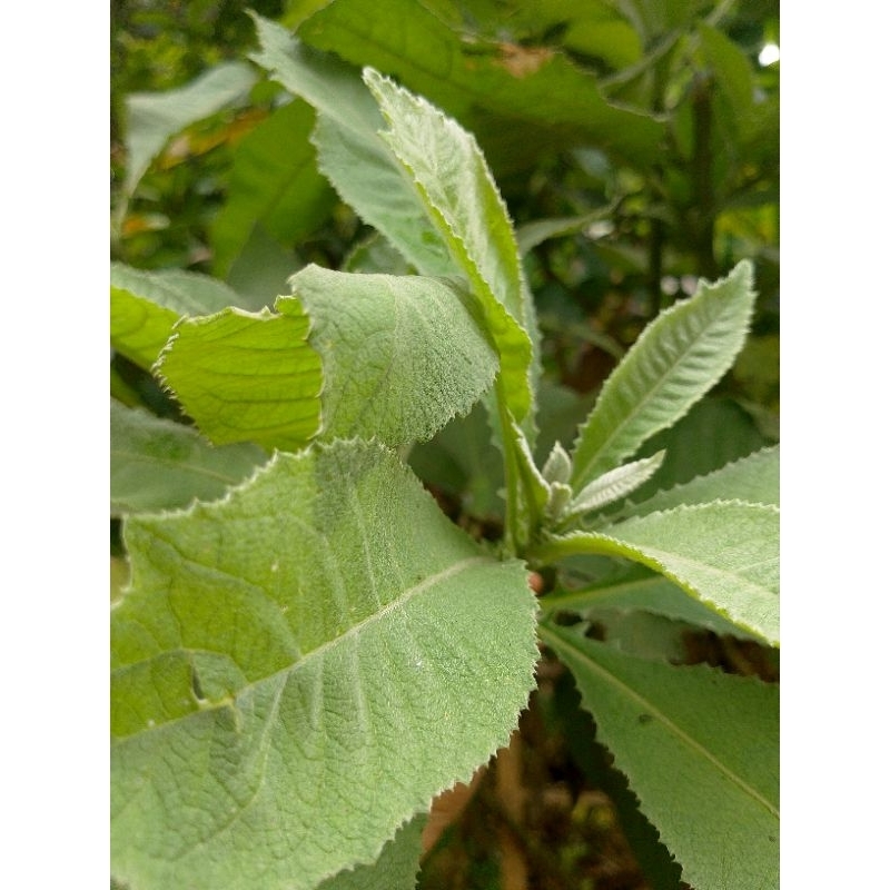 

daun sembung segar 100g, obat lambung alami