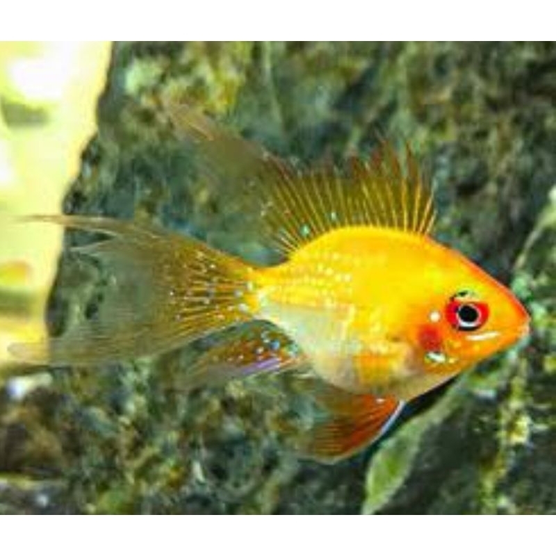 Ramirezi golden german Ballon Slayer