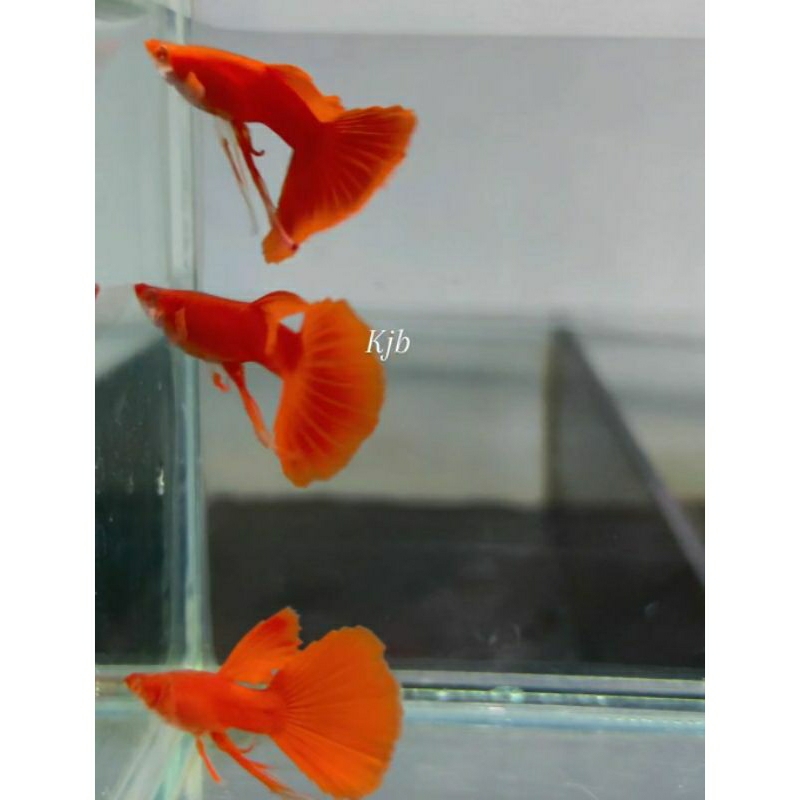 wallpaper hiasan akuarium Guppy AFR red ear ribon