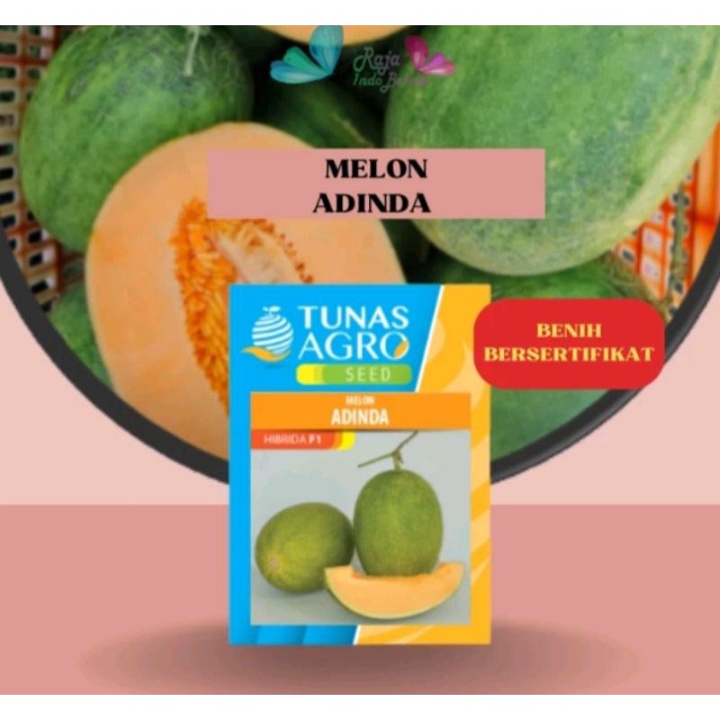 10 Biji Benih Melon Adinda F1 Original