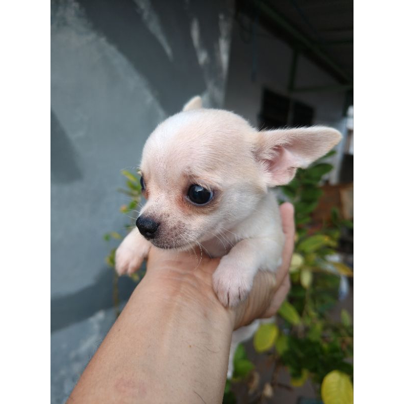 anjing Chihuahua jantan