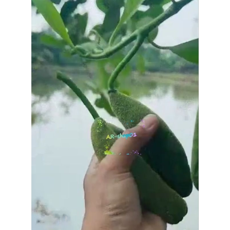 

babal nangka murah | tongtoang | nangka babal obat herbal per 1 biji