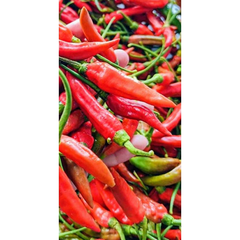 

cabai rawit setan fres super pedas