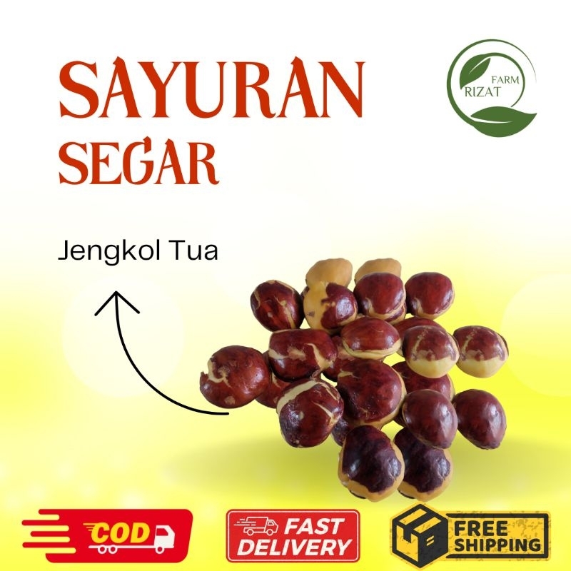 

[Dikirim Instant] Jengkol Tua Mentah