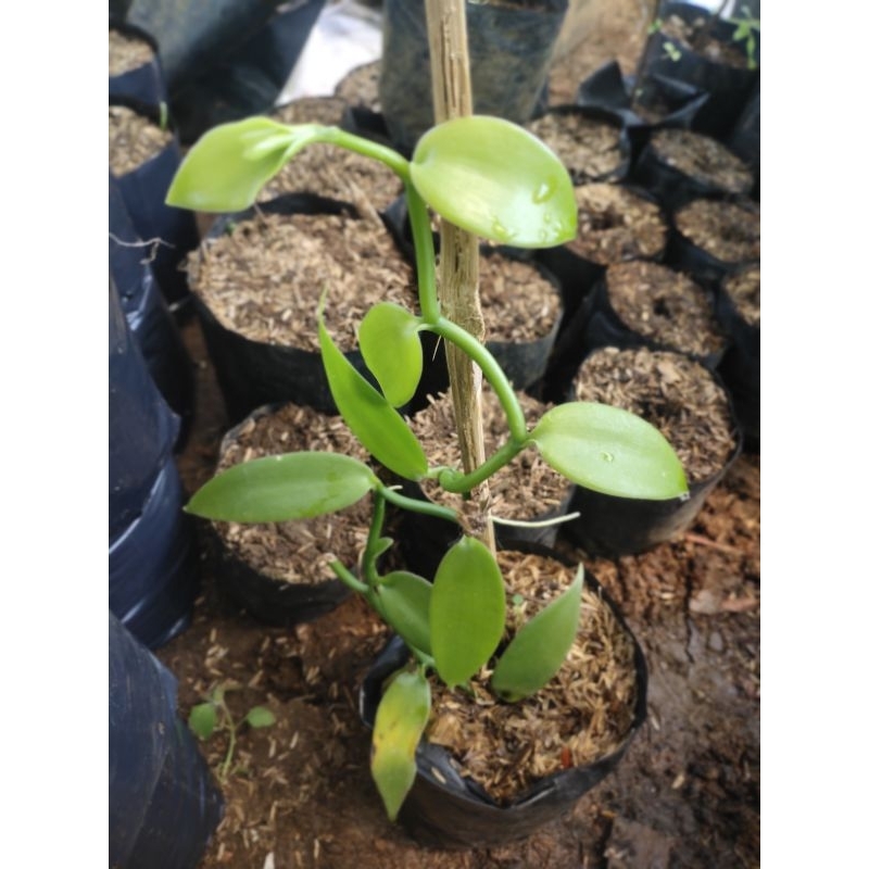 bibit tanaman vanili hujau