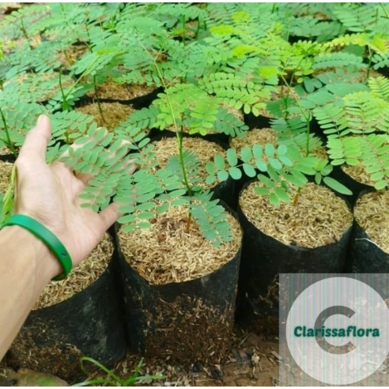 pohon solobium pakis Brazil / tanaman pakis Brazil solobium