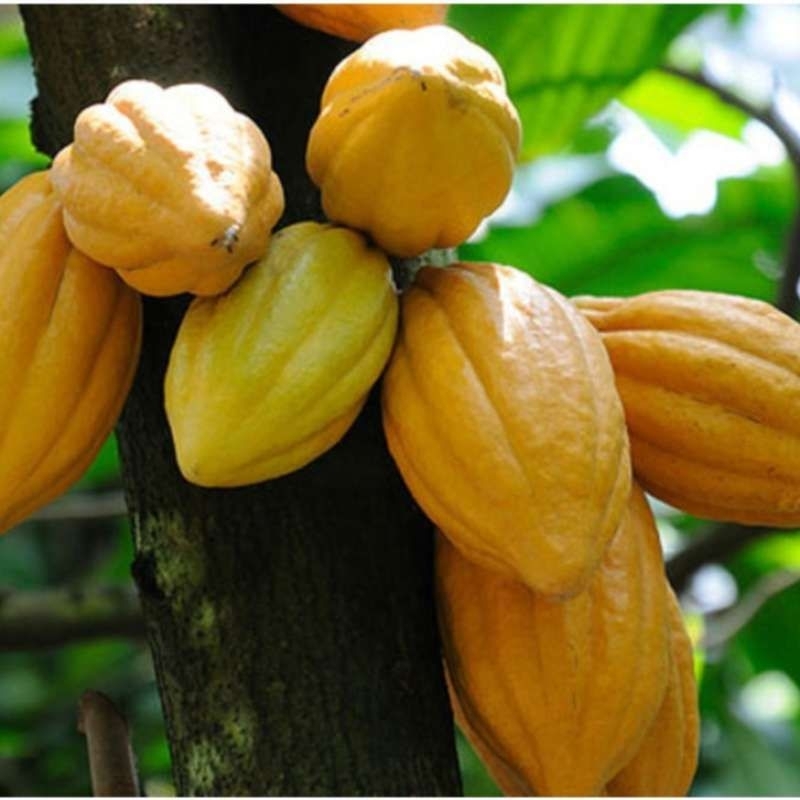 

buah kakao segar perbutir/perpcs