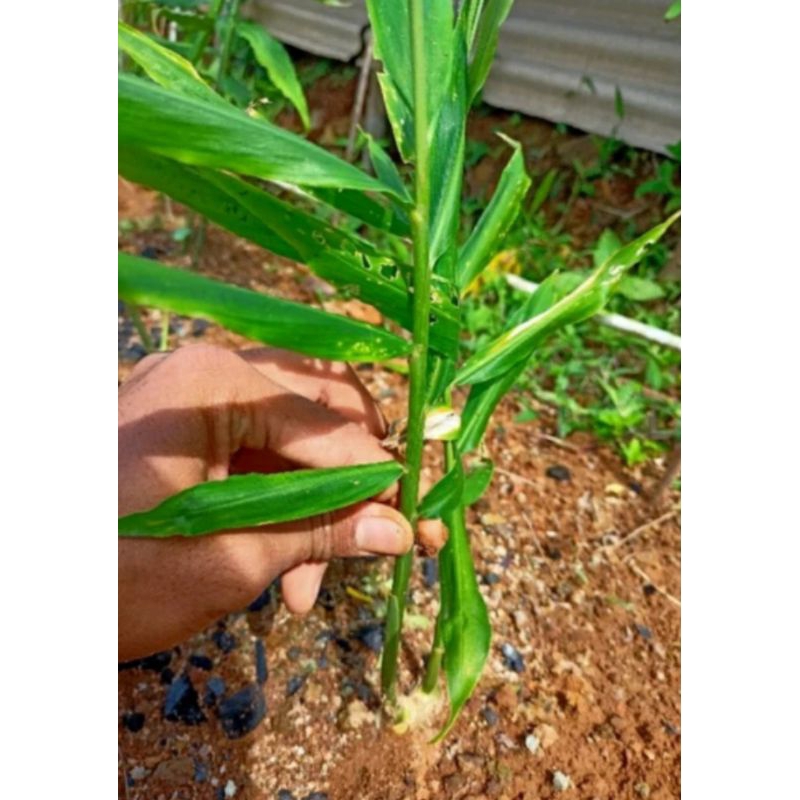 

bibit tanaman jahe gajah super