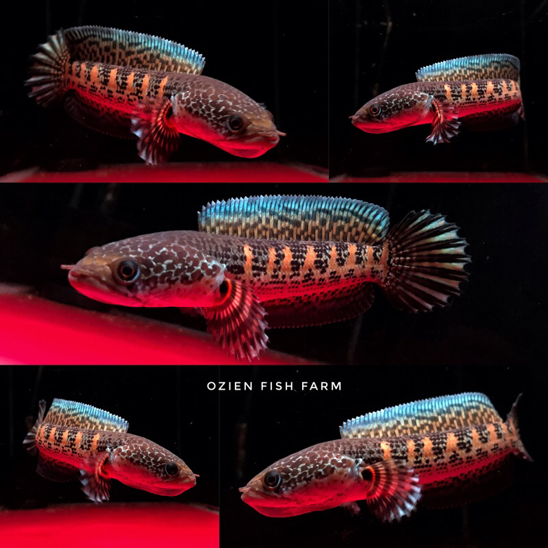 Hiasan Aquarium - Channa Auranti