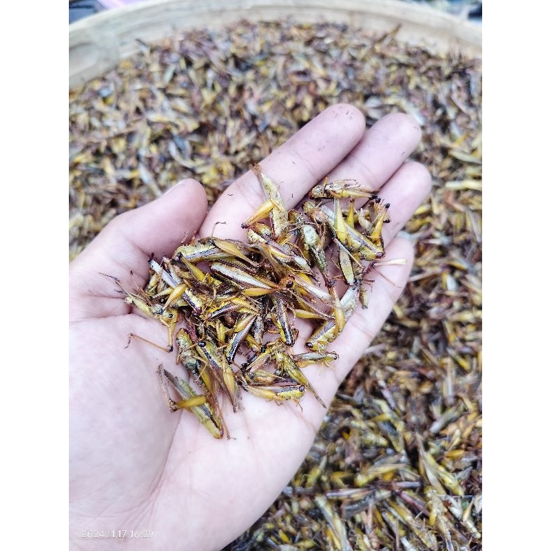 belalang kering 500 grm Walang oven kering pakan burung