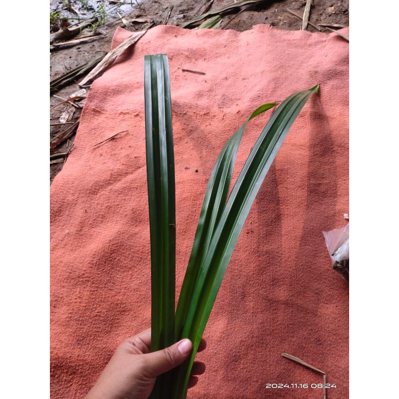 

daun pandan wangi