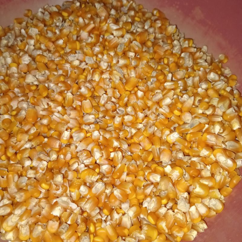 

pakan unggas/jagung pipil grade c