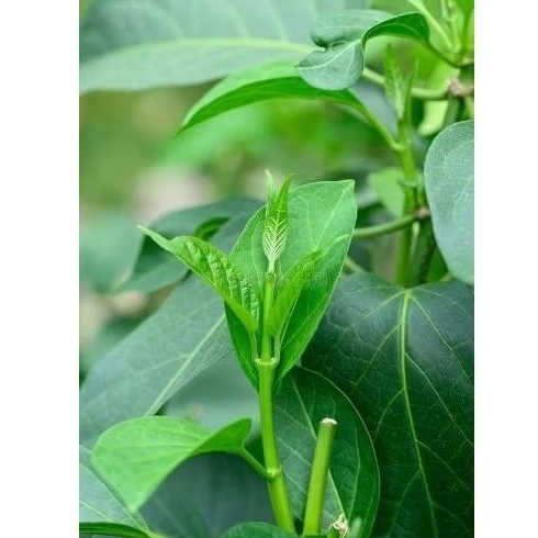 

Pelancar ASI / 100 Lembar Daun Belatah Segar / Daun pe / Daun beletah / sayur daun beletah