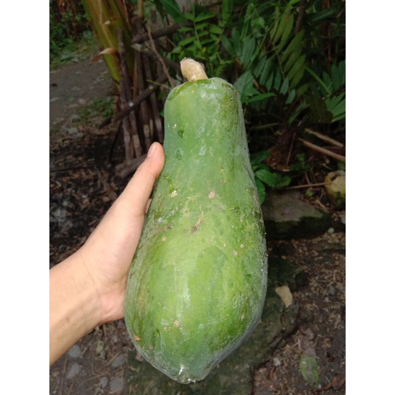 

Pepaya Sayur Real Food