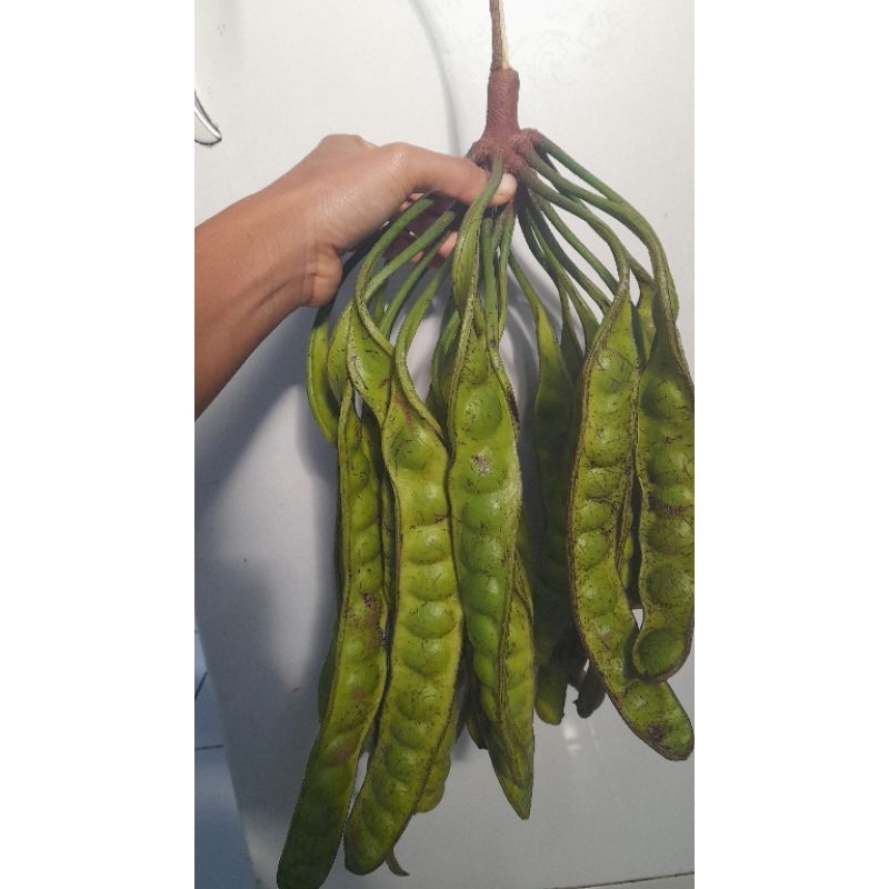 

Petai murah / Pete murah brebes jateng