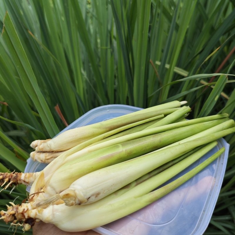 

Serai Sereh Segar Langsung Dari Kebun 250gr