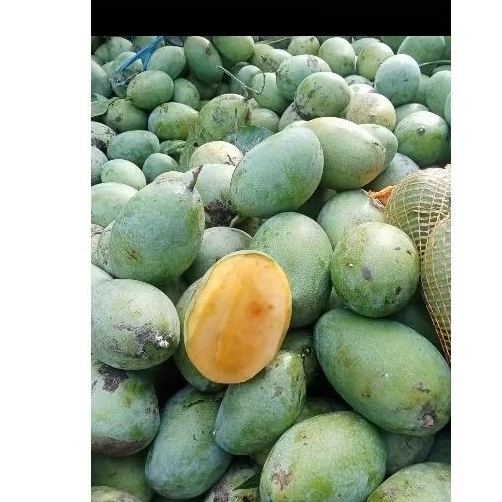 

Mangga Manalagi asli Probolinggo 1kg Tua pohon