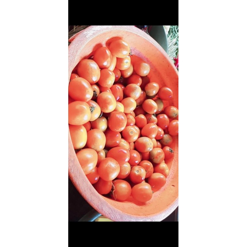 

tomat segar dan premium | perkilo