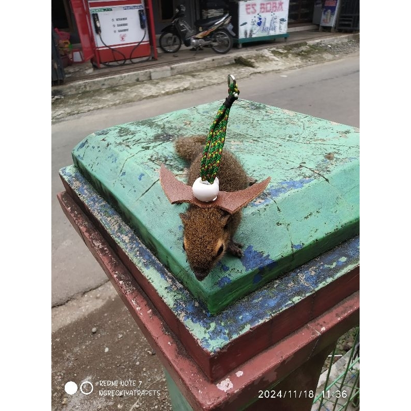 harness sayap, untuk hewan kecil, seperti, bajing, SG, hamster, tupai dan hewan kecil lainnya