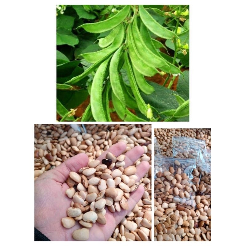 

Biji roay/biji sayur