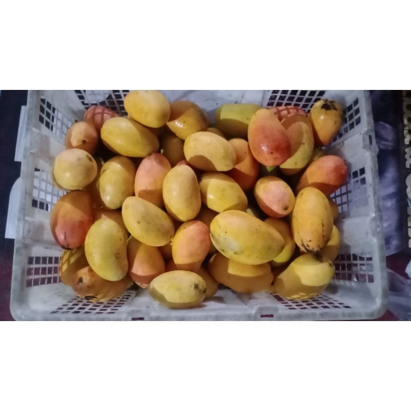 

Mangga Podang Kediri 1KG (REGULER/KARGO)
