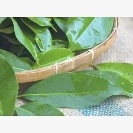 

Daun salam segar per 100gram