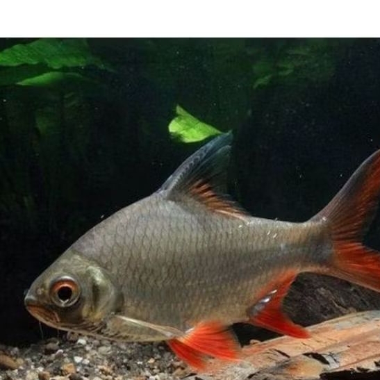 Kaviat Bangkok Hijau