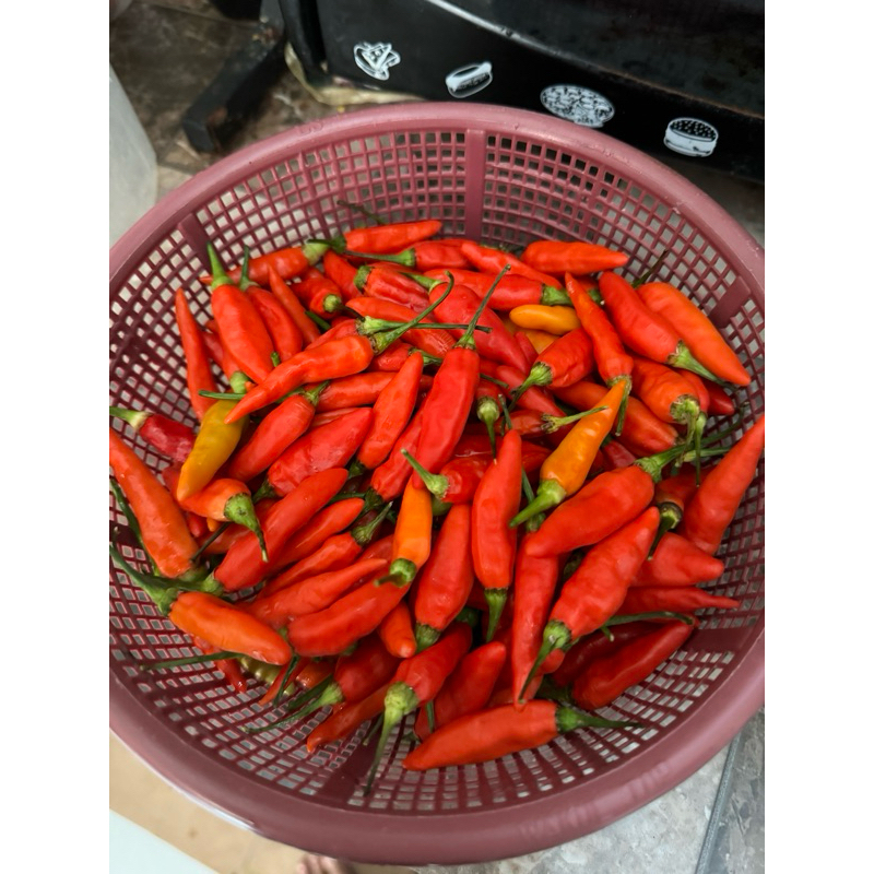 

Cabe Rawit segar