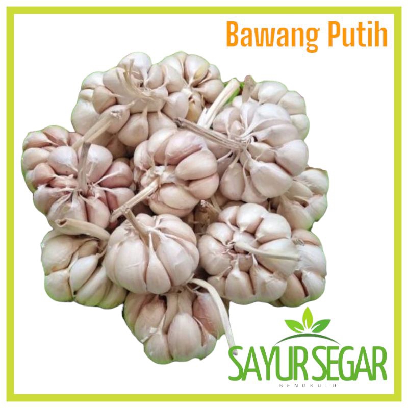 

Bawang Putih