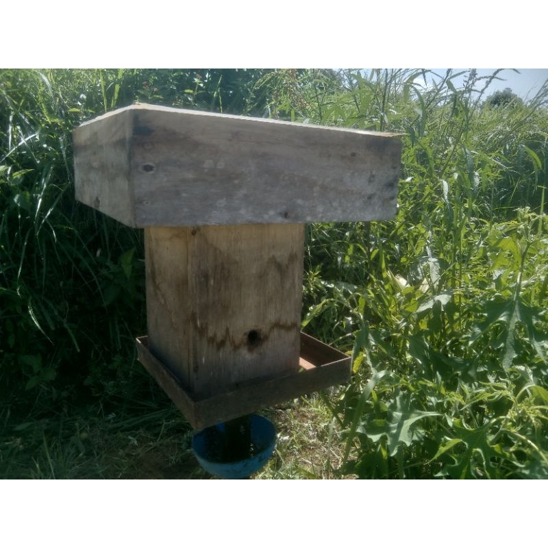 Koloni Super Lebah Trigona Biroi Bertoping