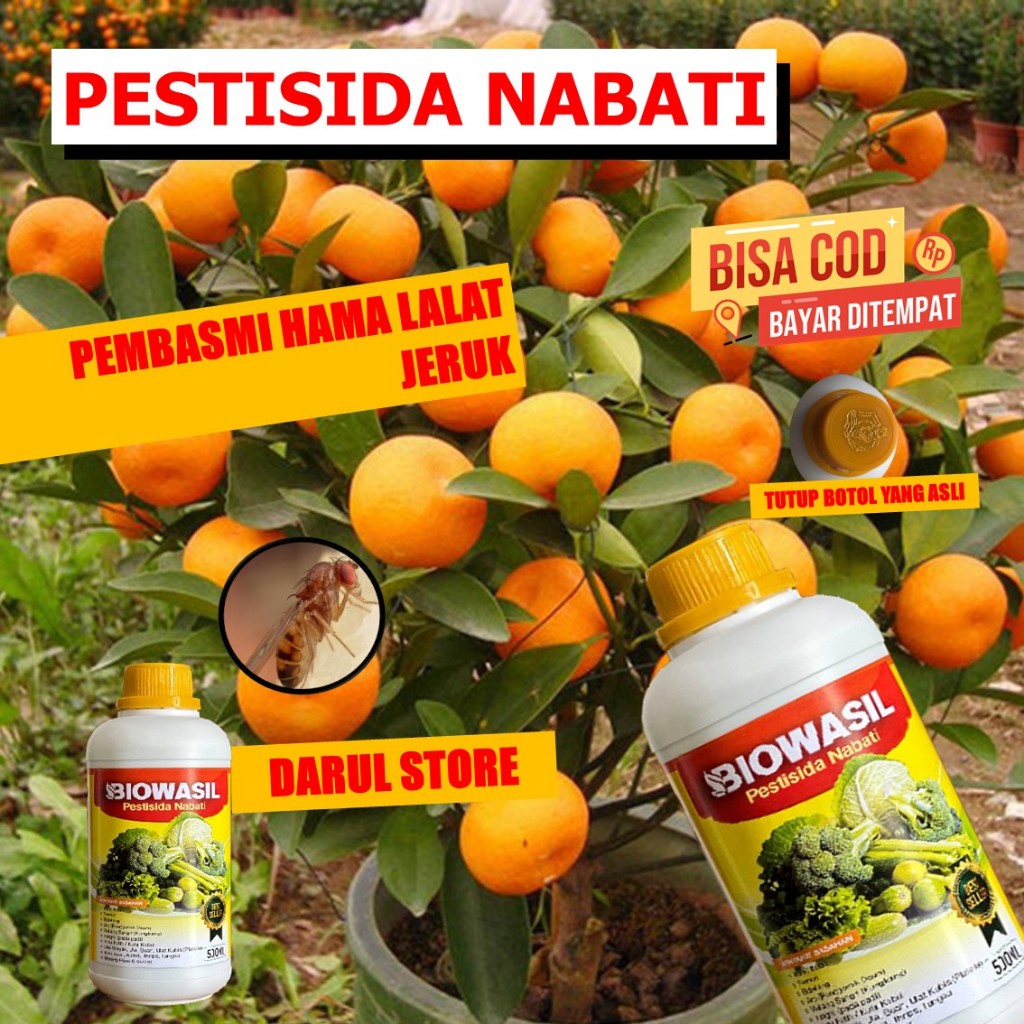 Pestisida Hama Lalat Buah Jeruk BIOWASIL Paling Bagus - Insektisida Buah Jeruk Nipis Mengatasi Lalat