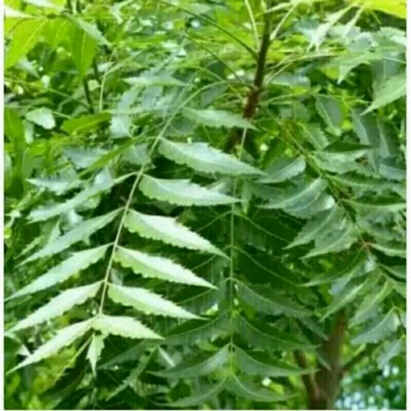 

daun mindi.midabasah.250grm