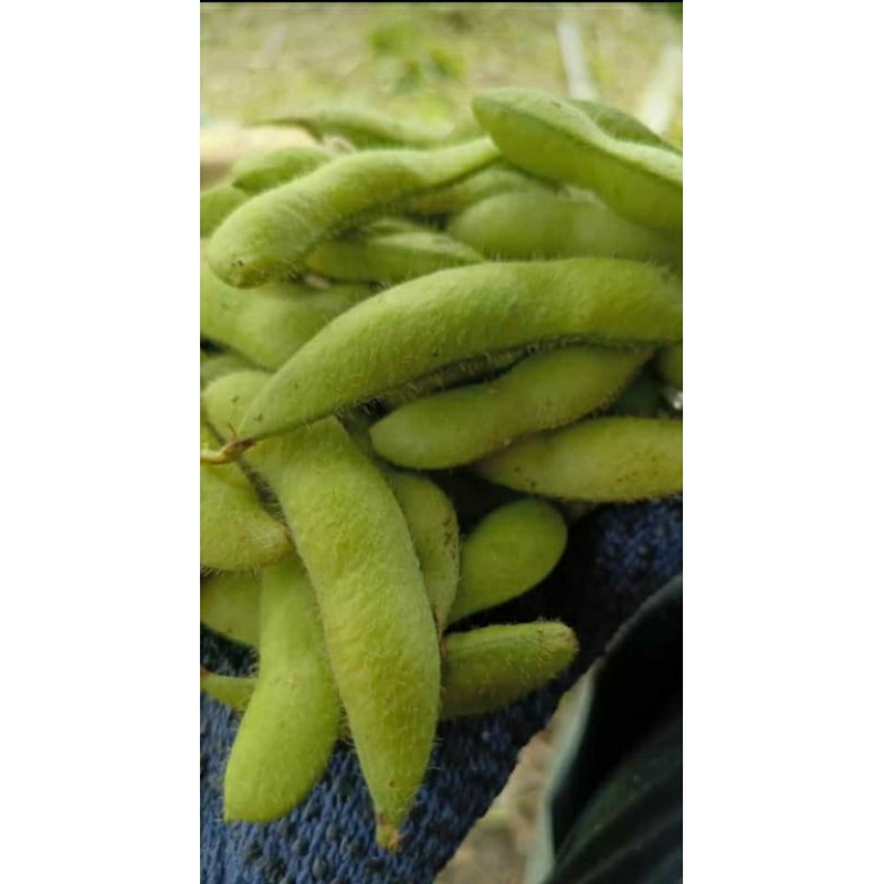 

Edamame, kedelai jepang, jajanan sehat, fresh