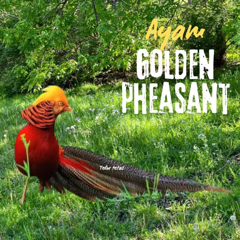 

telur ayam golden pheasant asli bisa untuk di tetaskan