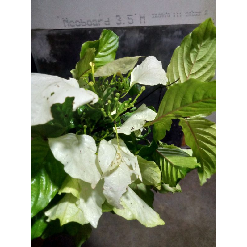 

daun kinkilaban per 25 lembar