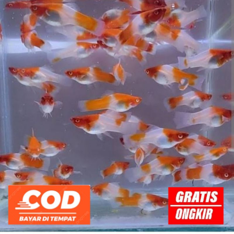 Isi 20 Platy Santa Claus