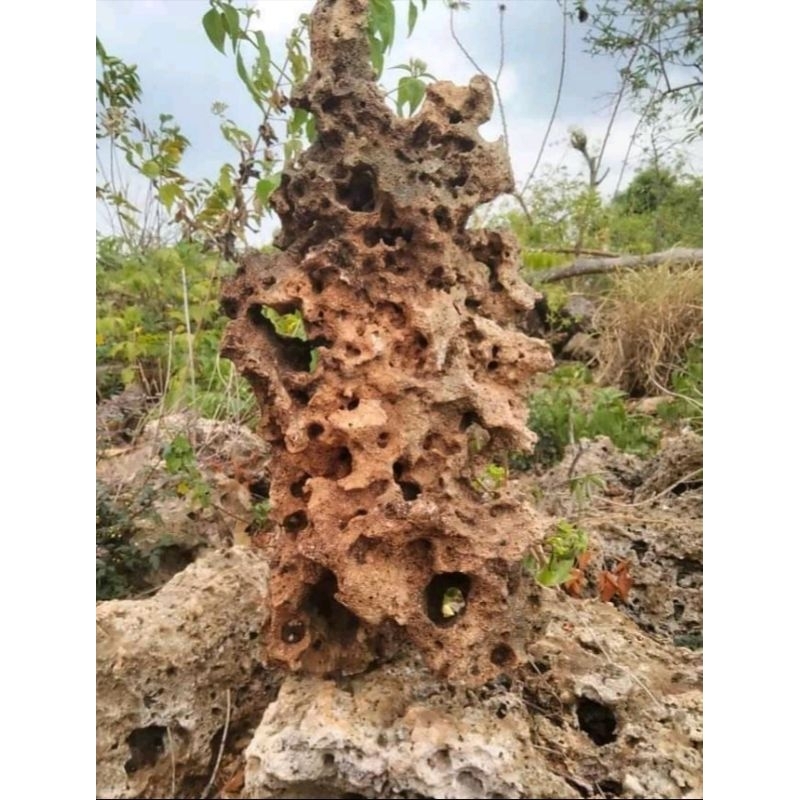 Batu karang untuk bonsai besar L/XL