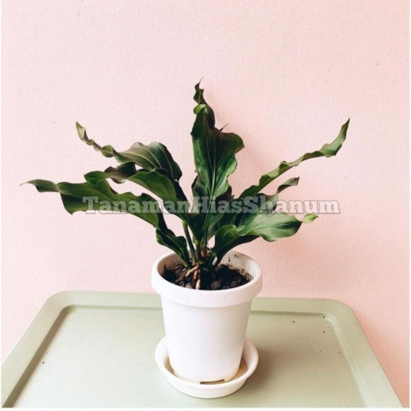 Promo COD Tanaman hias indoor anthurium gelombang cinta BIBIT-BESAR - anthurium gelombang cinta - an