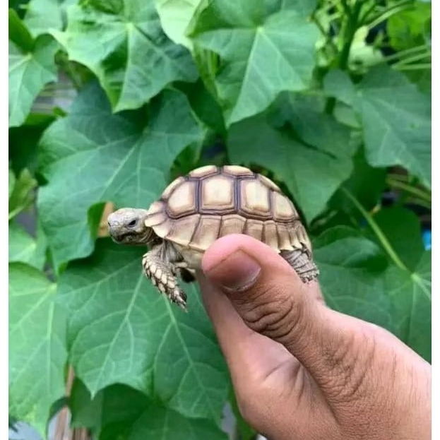 

PELET SULCATA 5CM MAKANAN RAKUS BERKWALITAS
