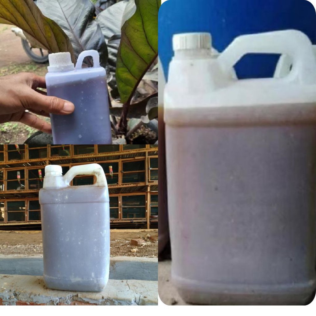 JAMIN ASLI ... pupuk organik cair poc fermentasi urin kelinci,pupuk fermentasi urin kelinci,pupuk or