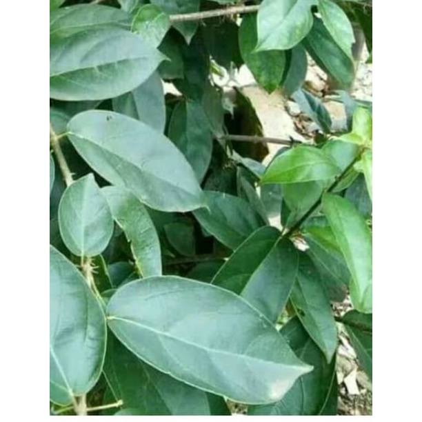 

Daun cincau segar 500gram fresh