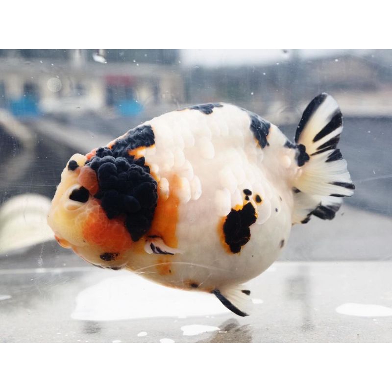 Boneka air anak ranchu cow 6-7 cm mainan lucu