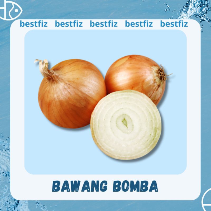 

Bawang Bombai