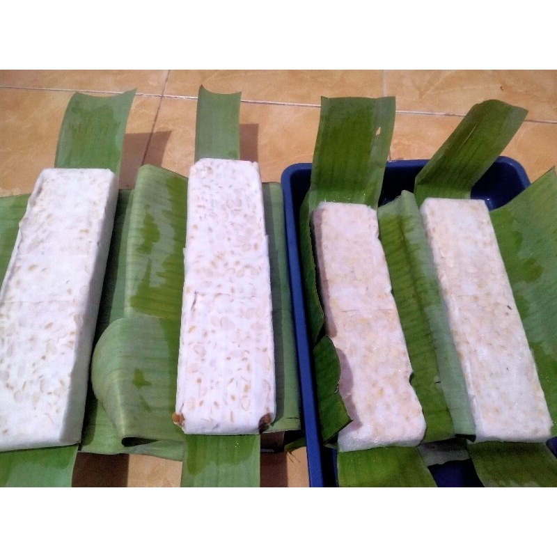 

Tempe panjang kedelai organik non GMO